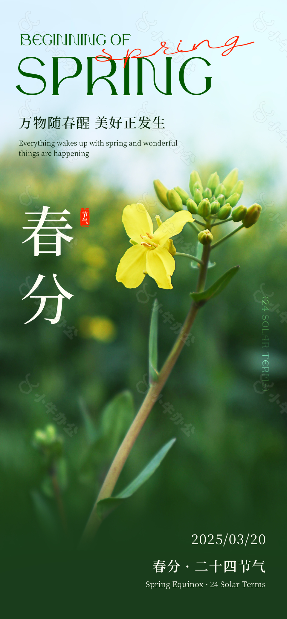 春分时节油菜花主题绿色清新海报