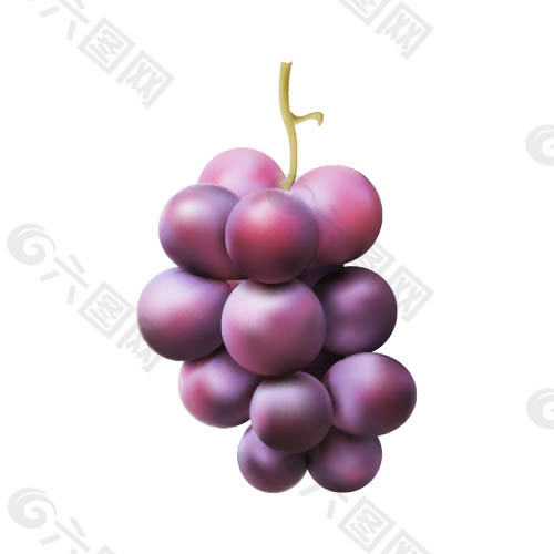 紫葡萄