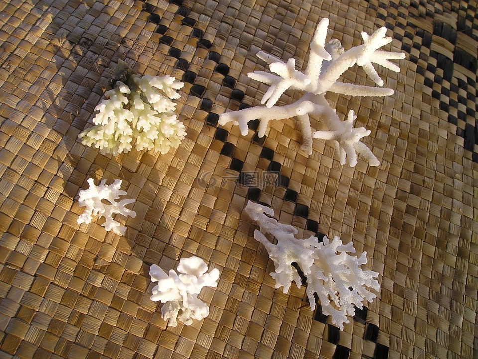 珊瑚,萨摩亚,异国情调