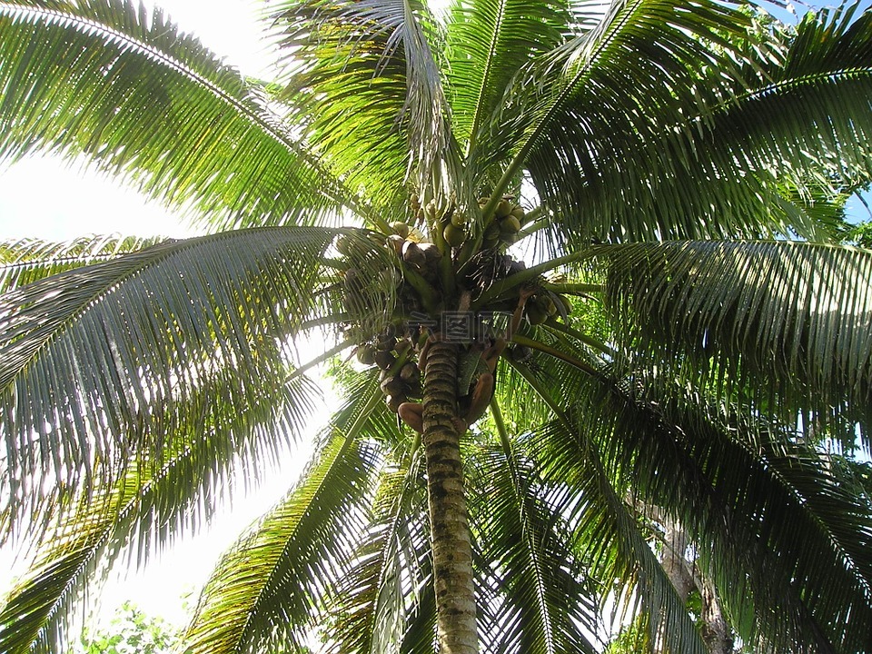 棕榈,椰子,收获