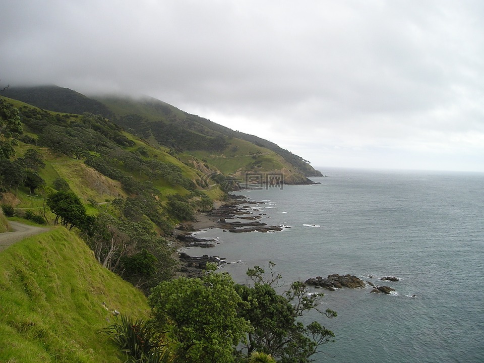 新西兰,海岸,绿色