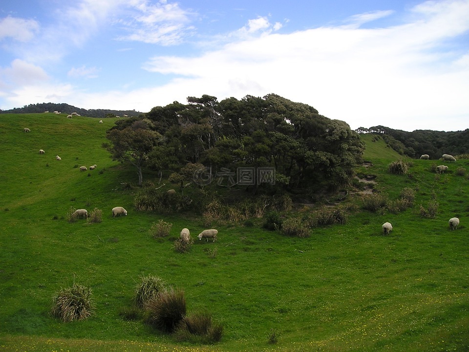 新西兰,羊,草地