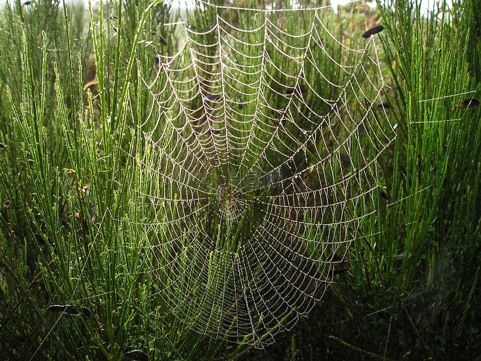 新西兰,蜘蛛网,性质