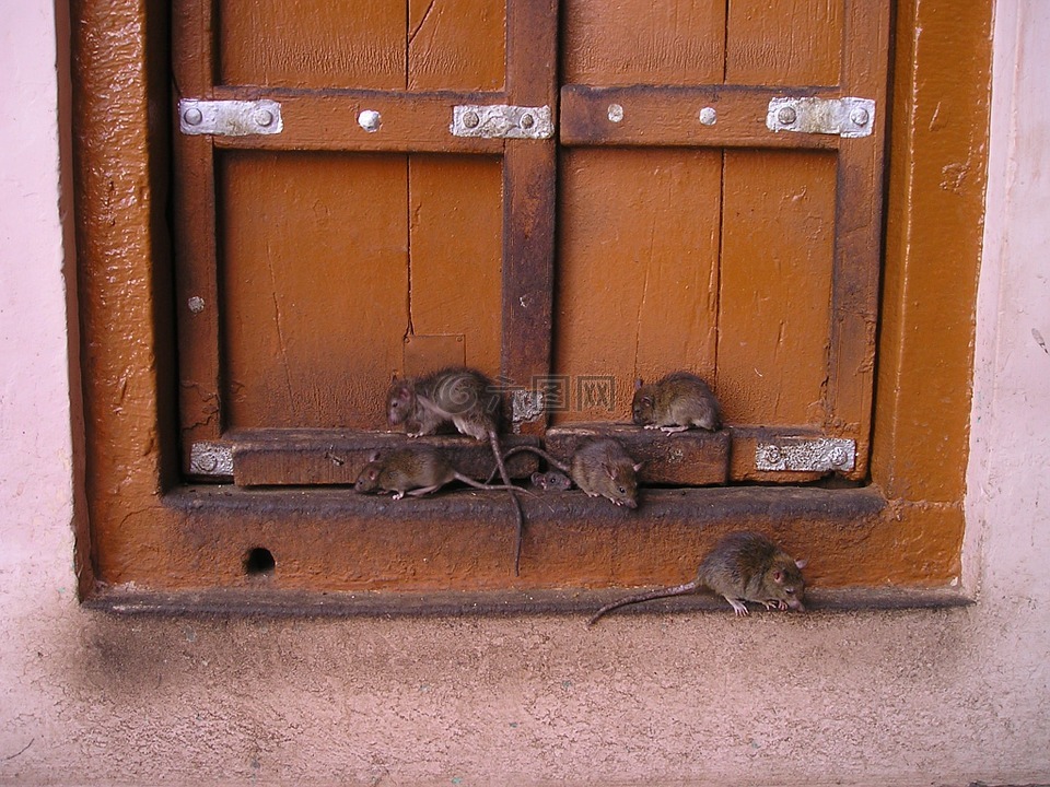 大鼠,印度,老鼠神庙