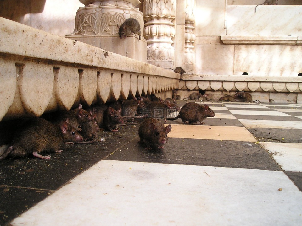印度,老鼠神庙,大鼠