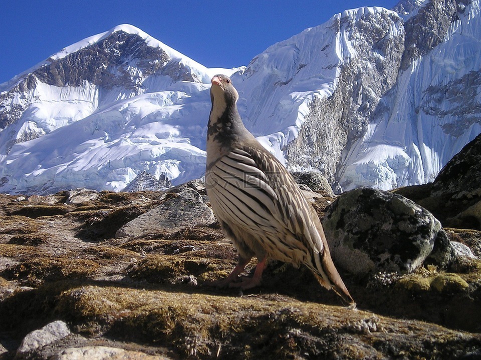 尼泊尔,喜马拉雅山,鸟