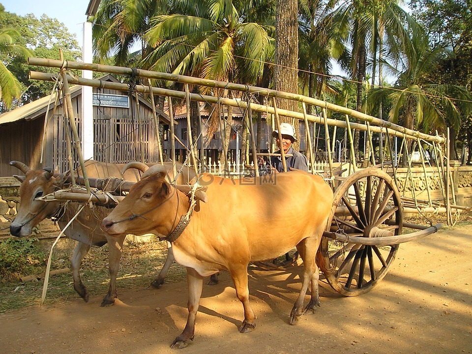 柬埔寨,牛,运输