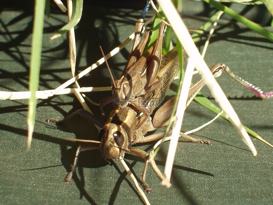 蚱蜢,昆虫,配对