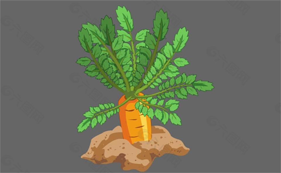 红萝卜植物flash动画