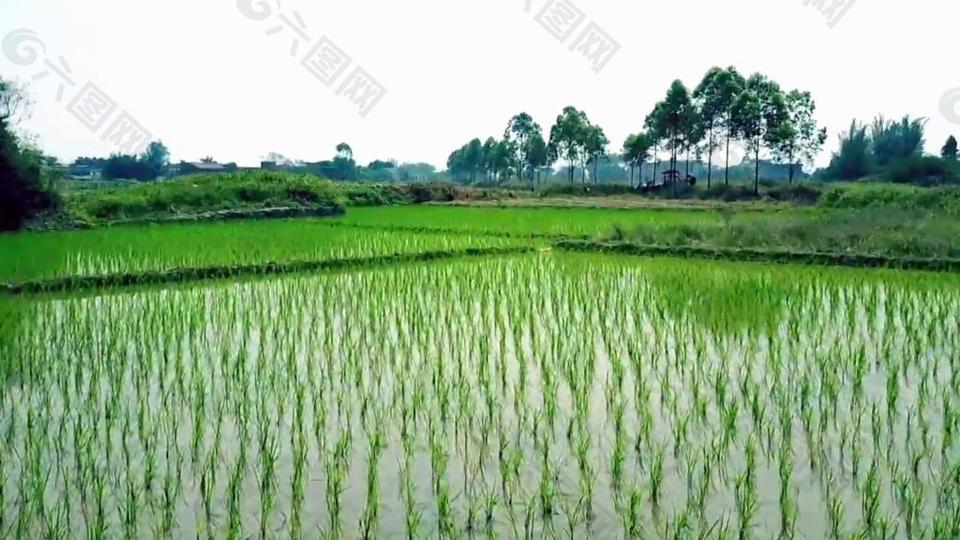 005-实拍绿色的稻田