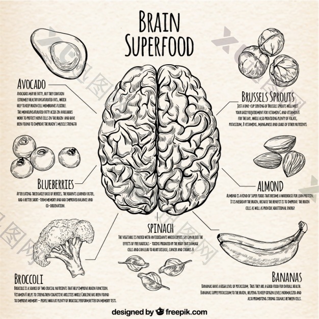 图表对大脑最好的食物