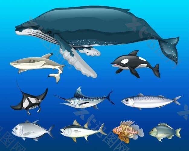 不同种类的海洋动物插画