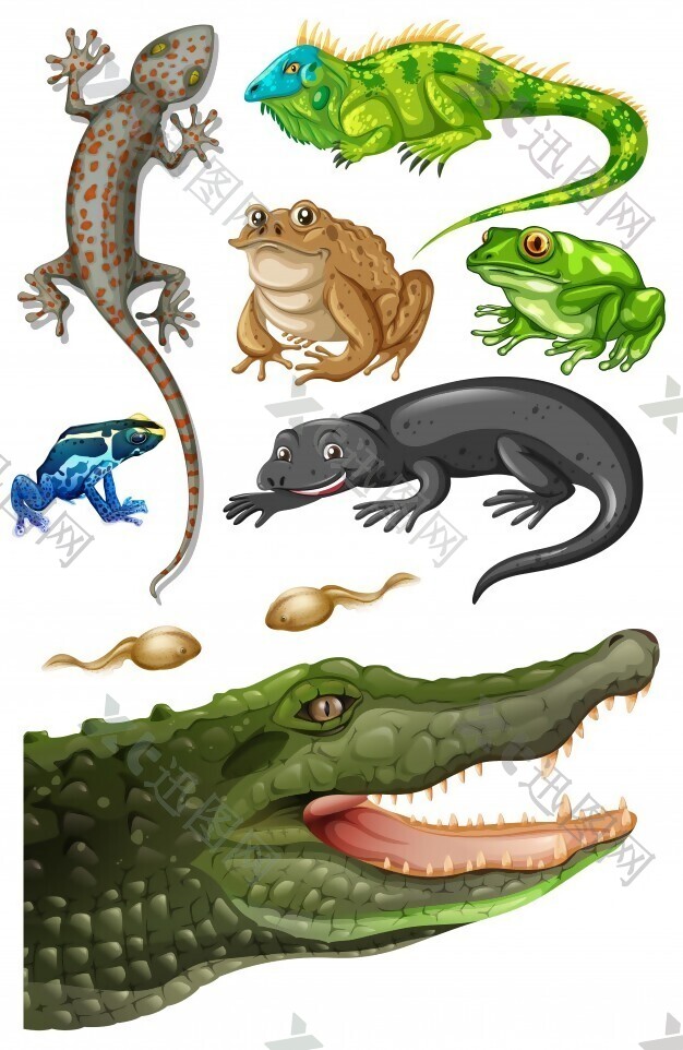 不同种类的爬行动物插画