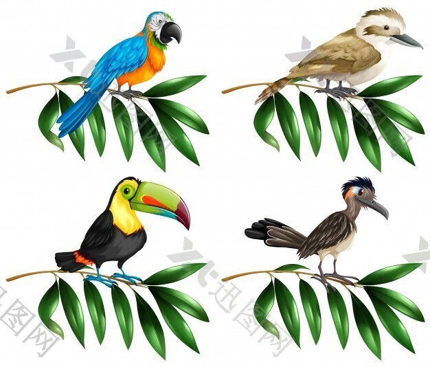 分枝图上的四种野生鸟类