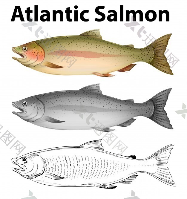 大西洋鲑鱼图解的三种绘画风格