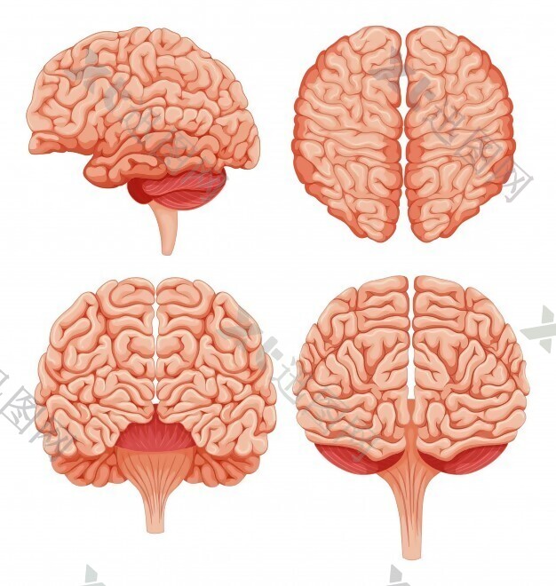 白色背景图上的人脑