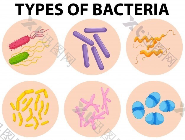 不同类型细菌说明