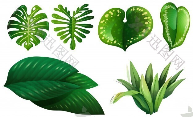 不同类型的绿叶插图