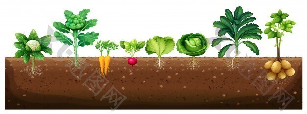 由地下插图种植的蔬菜