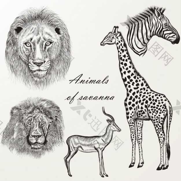 长颈鹿和其他手绘野生动物