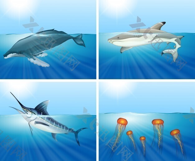 海里的鲨鱼和其他海洋动物图片