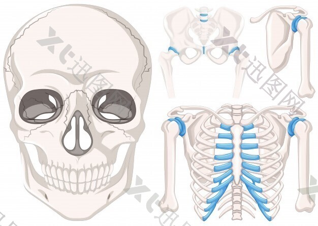 人类颅骨和骨骼的其他部分