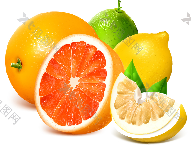 新鲜西柚橙子和柠檬矢量