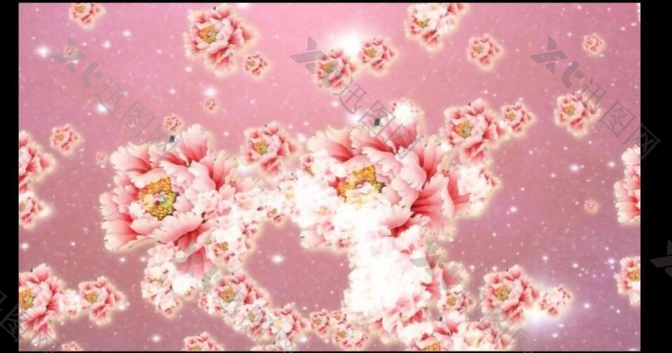浪漫粉色牡丹背景视频素材