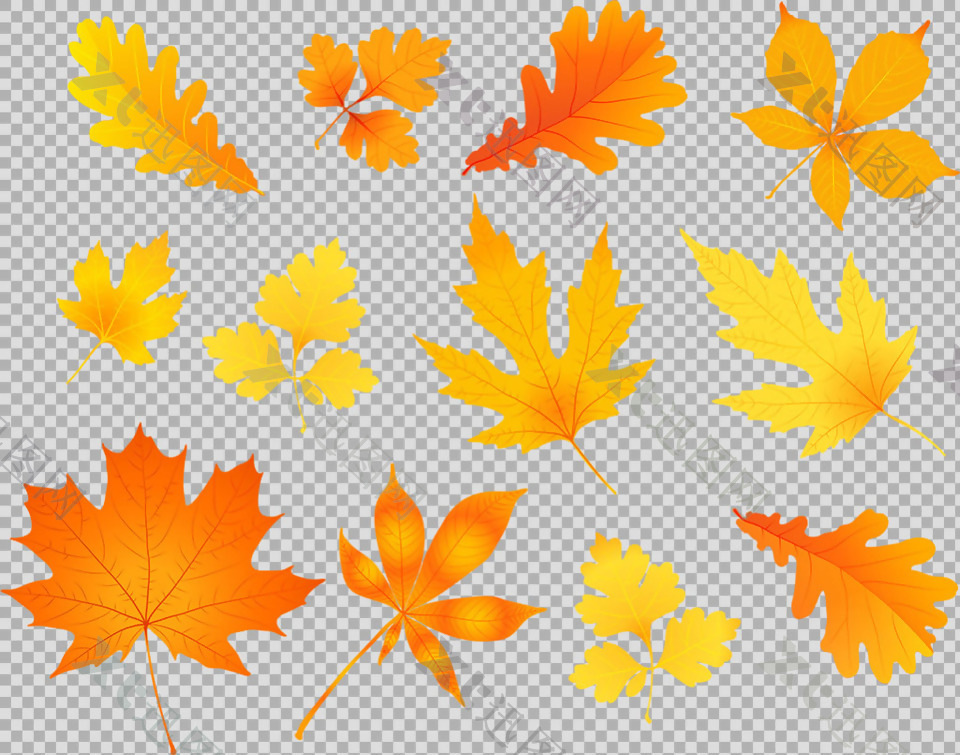 各种橙色叶子插画免抠png透明图层素材
