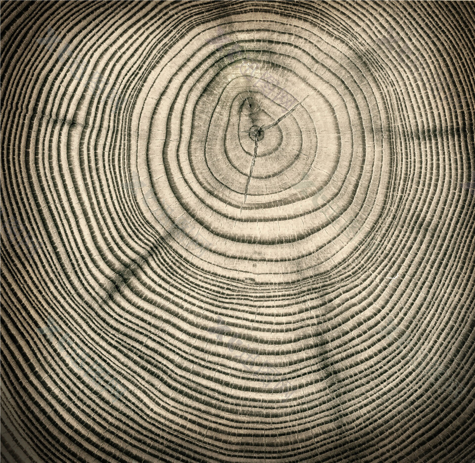 圆环木纹贴图