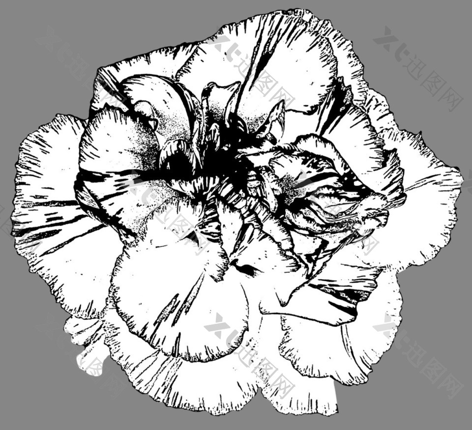 康乃馨手绘花朵