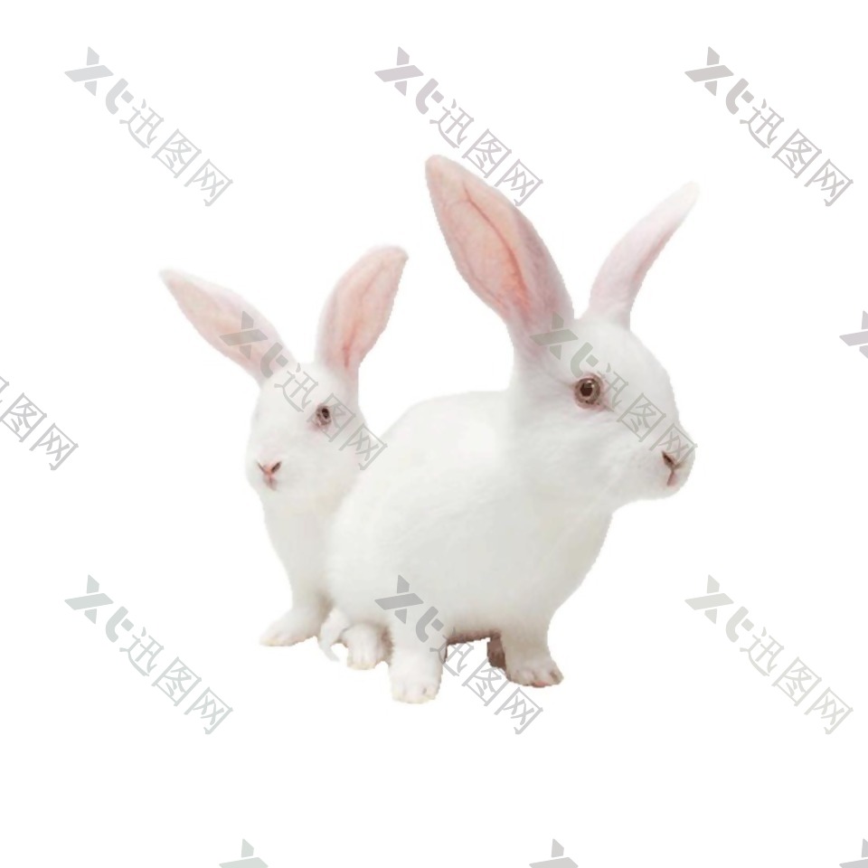 可爱白色小兔子元素