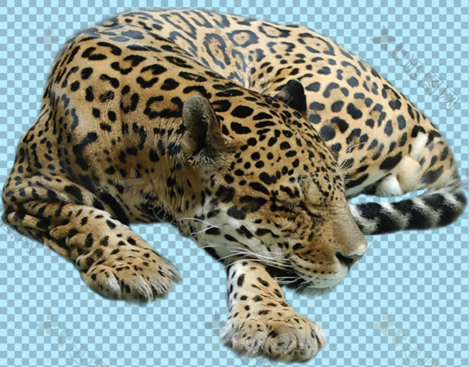 睡觉的豹子图片免抠png透明图层素材