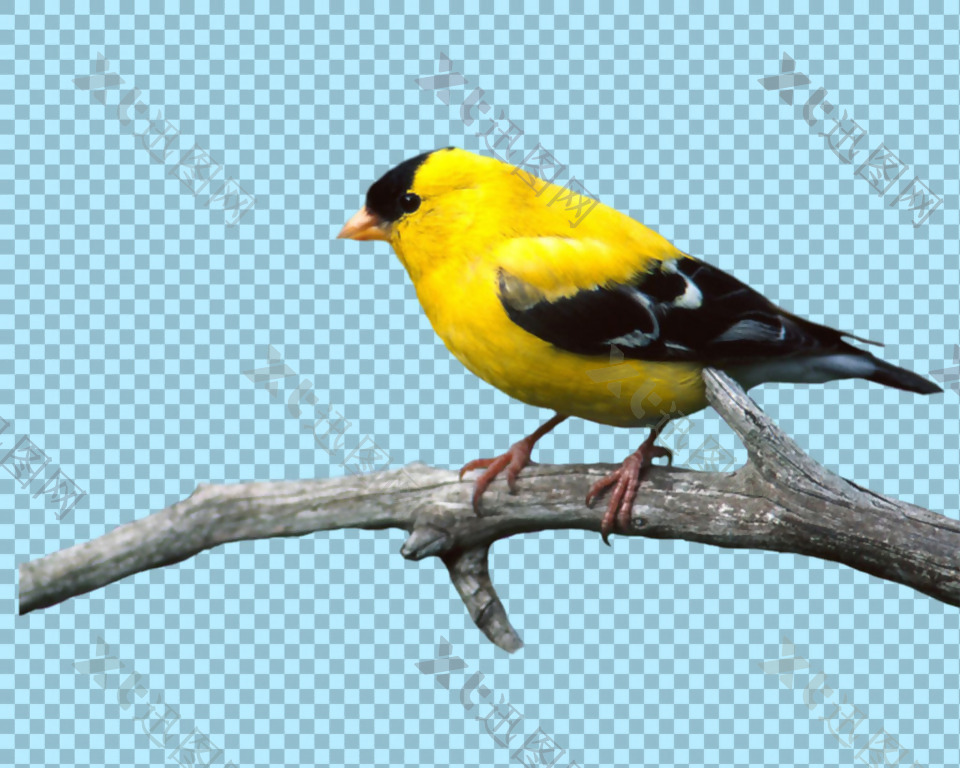 站树枝上的黄色鸟图片免抠png透明素材