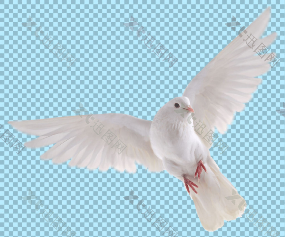 飞翔的鸽子图片免抠png透明图层素材