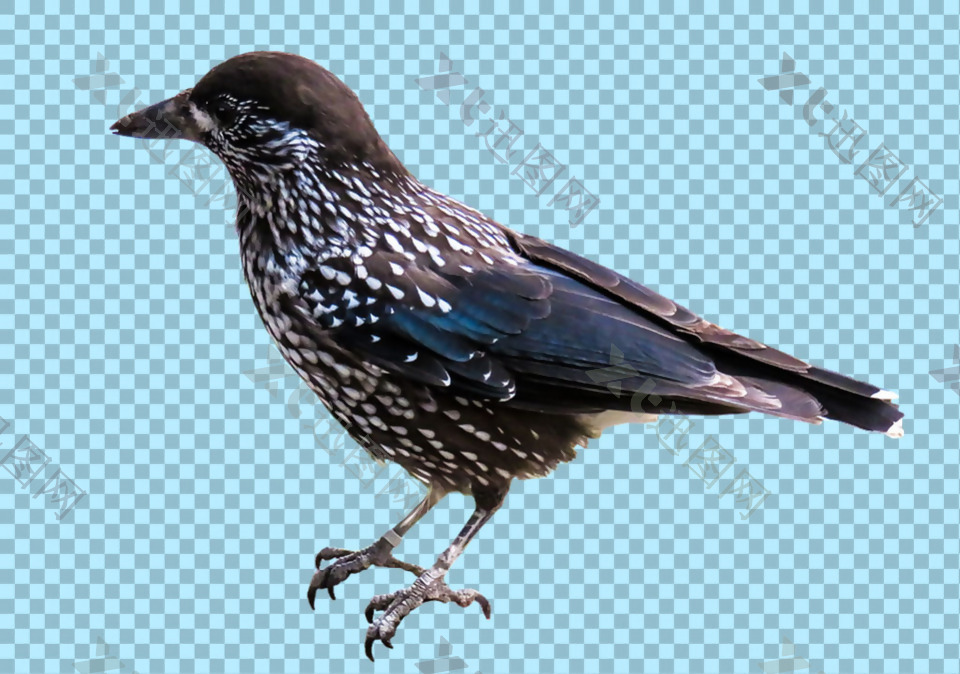 站着的黑色小鸟图片免抠png透明图层素材