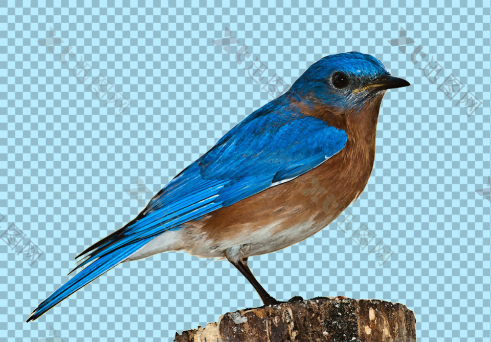 蓝色羽毛小鸟图片免抠png透明图层素材