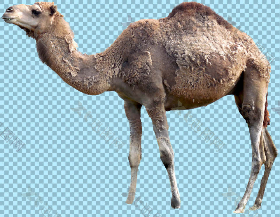 高瘦的骆驼图片免抠png透明图层素材