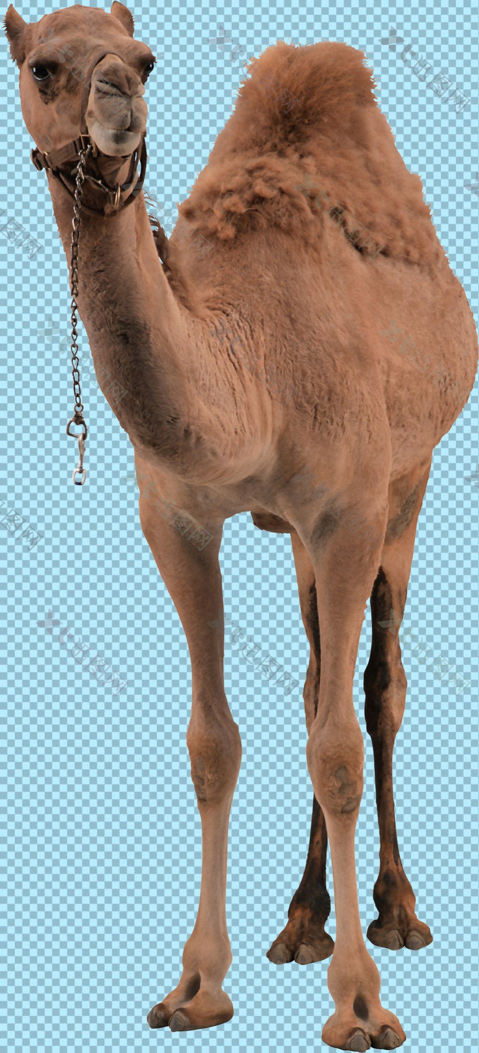 正面骆驼图片免抠png透明图层素材