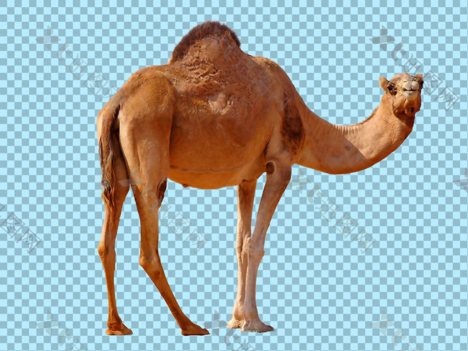 褐色毛发骆驼图片免抠png透明图层素材