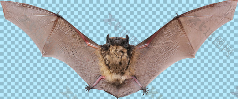 棕色展翅飞翔的蝙蝠免抠png透明图层素材