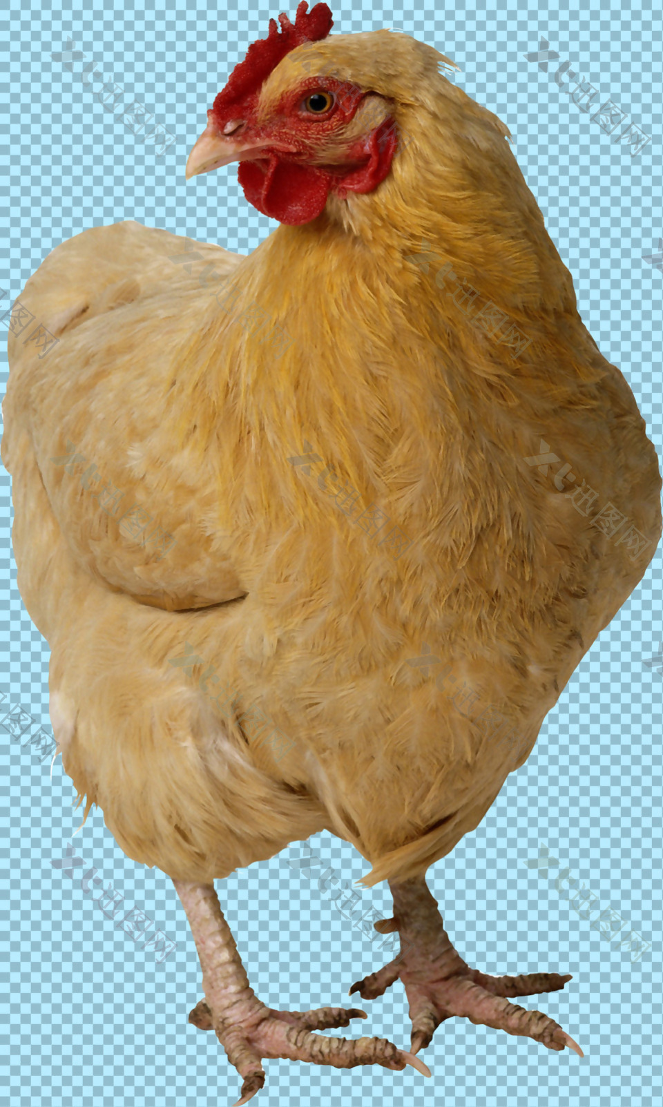 黄色羽毛母鸡图片免抠png透明图层素材