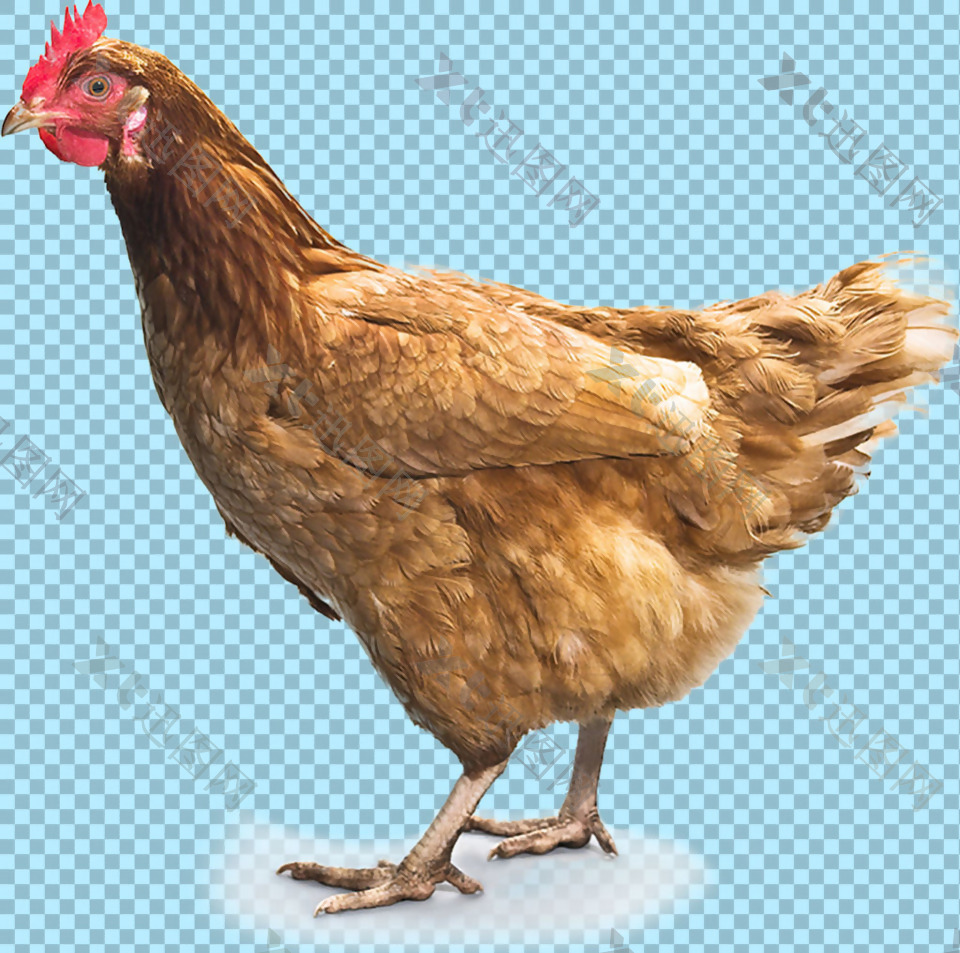 褐色羽毛母鸡图片免抠png透明图层素材