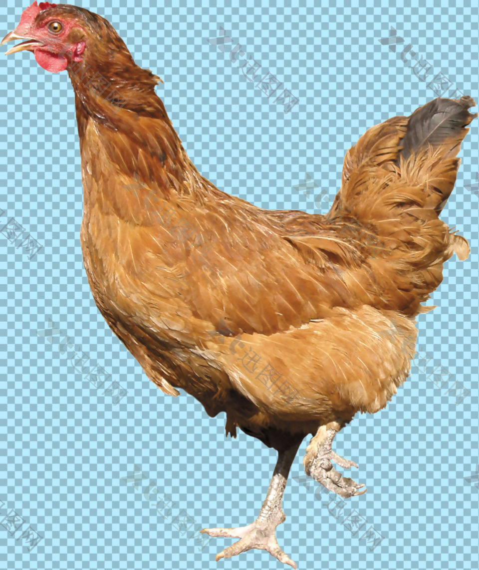 棕色羽毛走路的母鸡免抠png透明图层素材