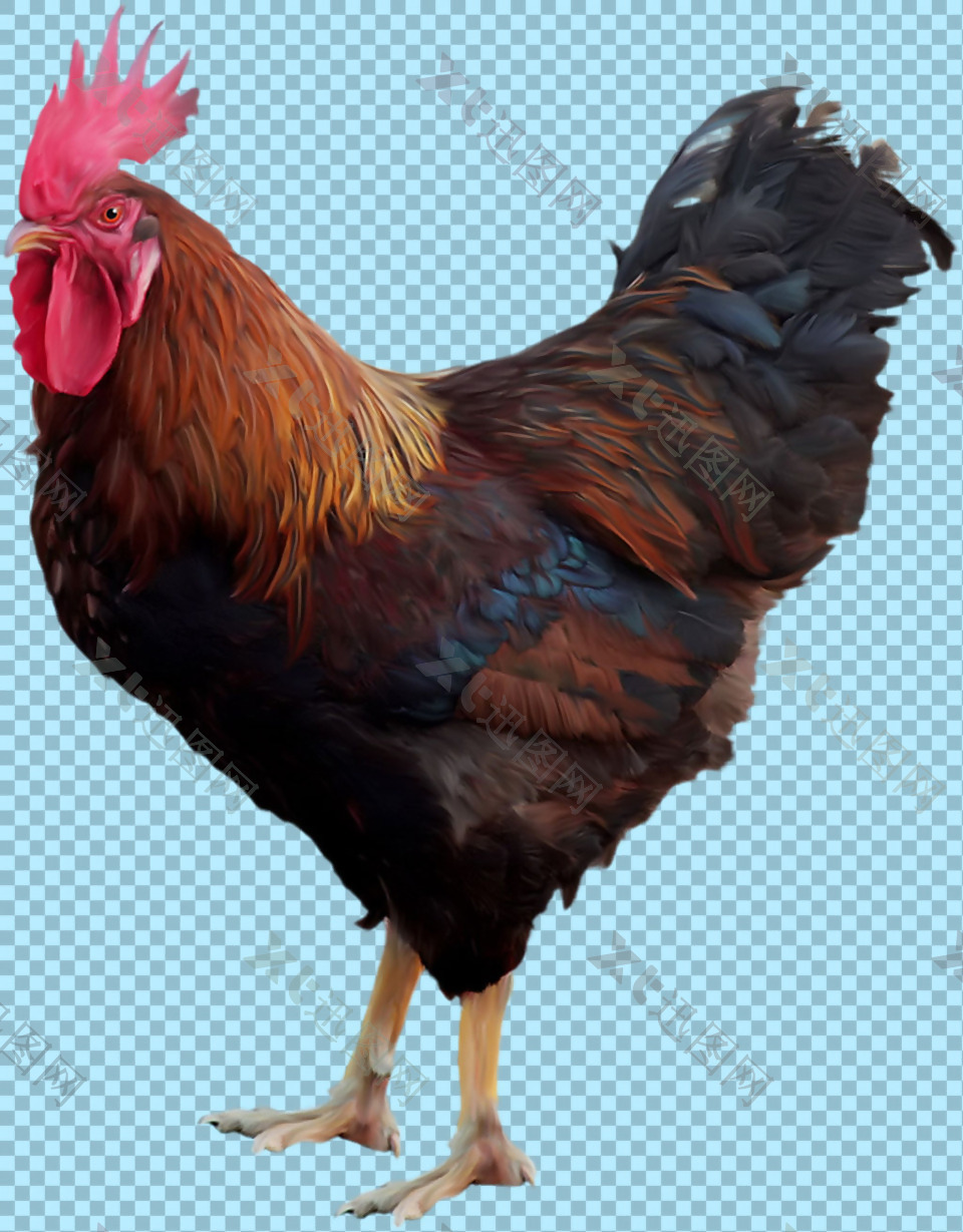棕褐色公鸡图片免抠png透明图层素材