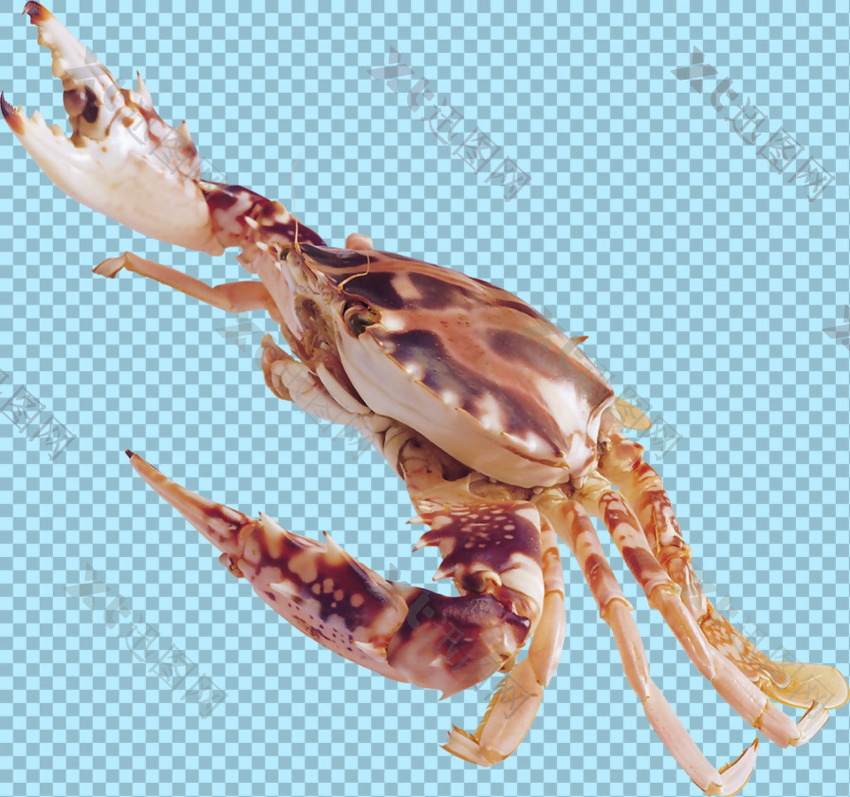 杂色螃蟹图片免抠png透明图层素材