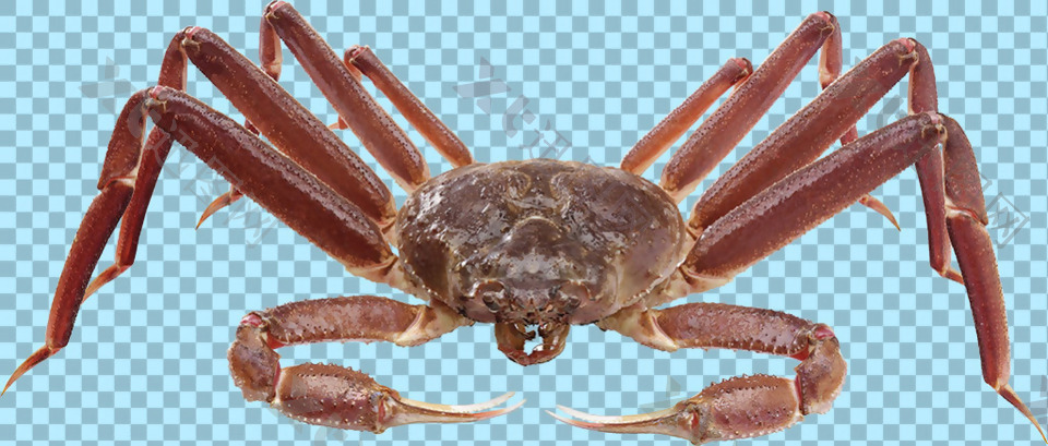 八脚螃蟹图片免抠png透明图层素材