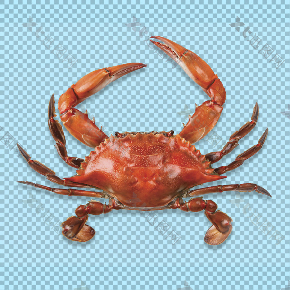 大钳子螃蟹图片免抠png透明图层素材