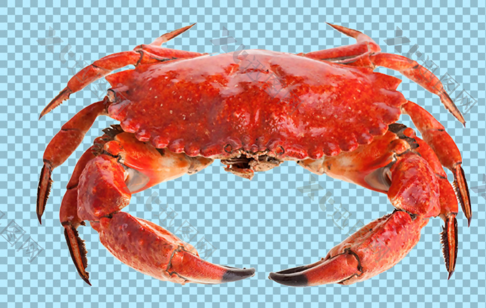 红色海鲜螃蟹图片免抠png透明图层素材