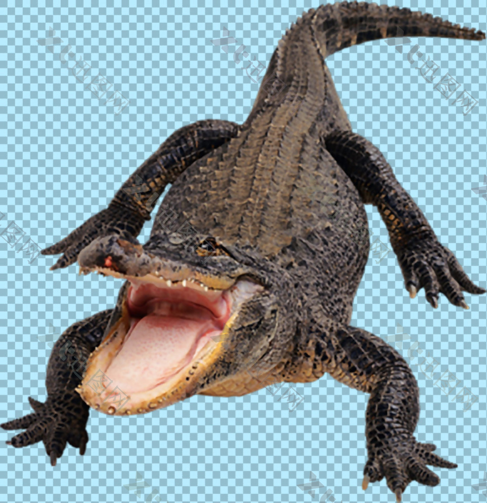张开嘴的鳄鱼图片免抠png透明图层素材